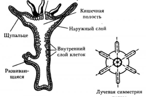 Kraken зеркало kraken dark link